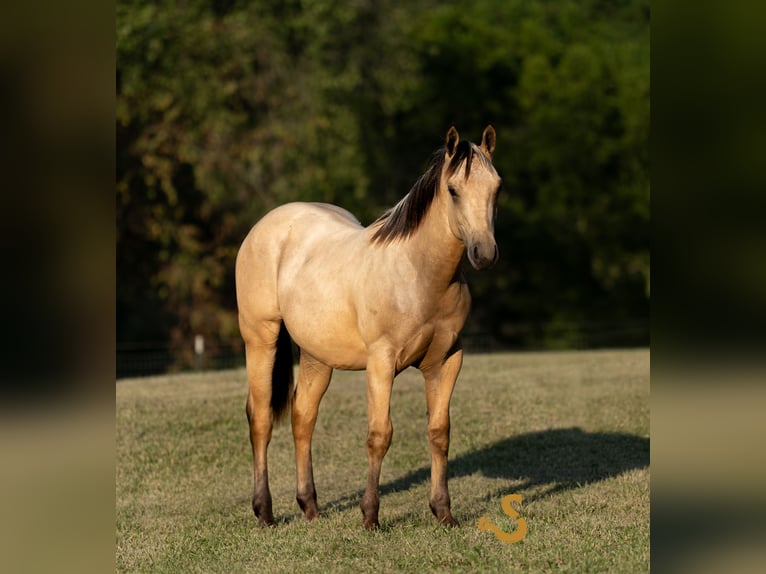 Caballo cuarto de milla Semental 1 año 135 cm Buckskin/Bayo in Bogard, MO