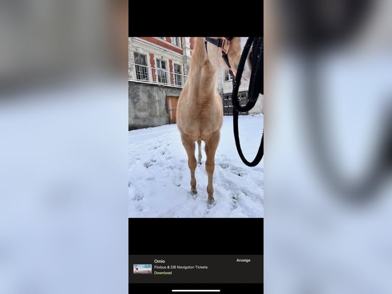 Caballo cuarto de milla Semental 1 año 138 cm Palomino in Berlin