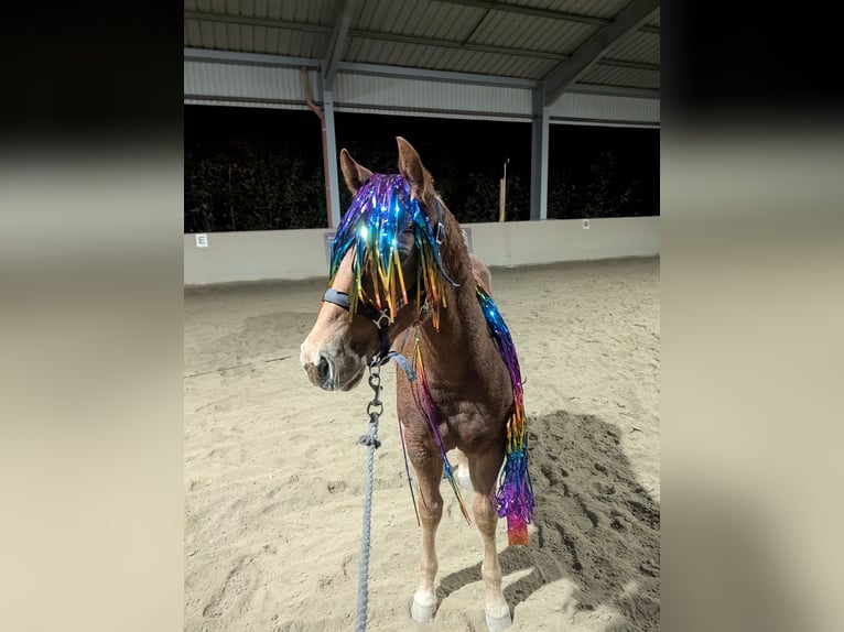 Caballo cuarto de milla Semental 1 año 140 cm Alazán in Bruchweiler