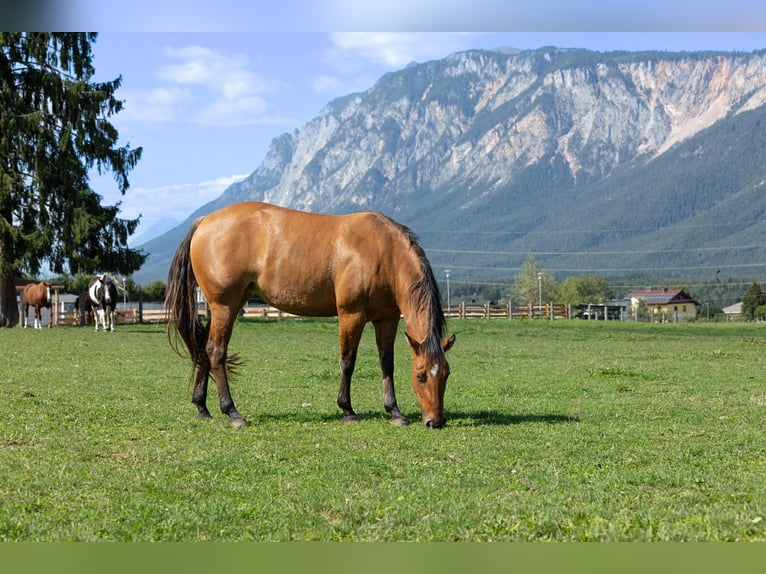 Caballo cuarto de milla Semental 1 año 140 cm Bayo in Riegersdorf