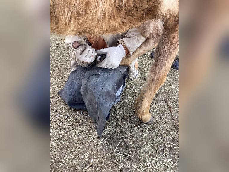 Caballo cuarto de milla Semental 1 año 140 cm Palomino in ApfeldorfApfeldorf