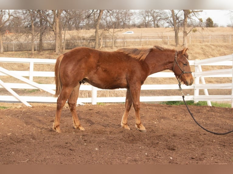 Caballo cuarto de milla Semental 1 año 142 cm Alazán rojizo in Purcell