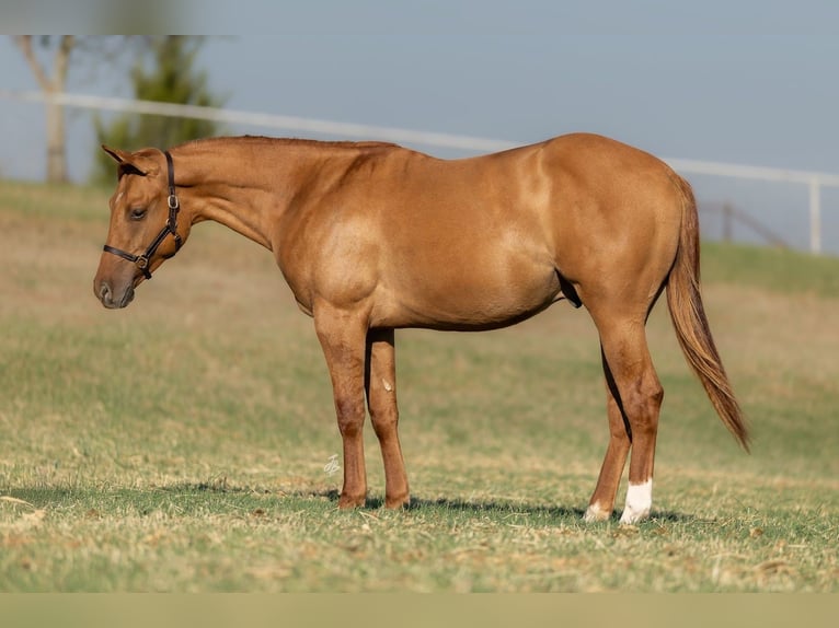 Caballo cuarto de milla Semental 1 año 142 cm Red Dun/Cervuno in Wayne, OK Caballo cuarto de milla Semental 1 año 142 cm Red Dun/Cervuno in Wayne, OK