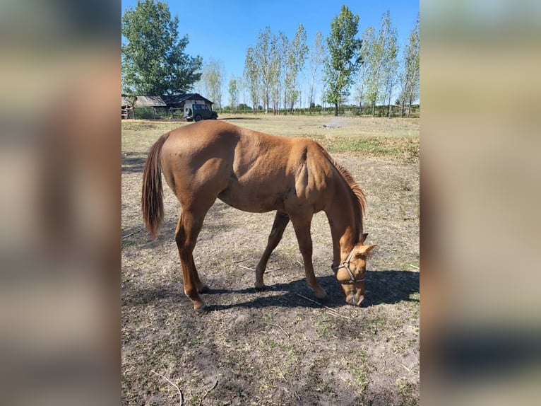 Caballo cuarto de milla Semental 1 año 145 cm Red Dun/Cervuno in Akasztó