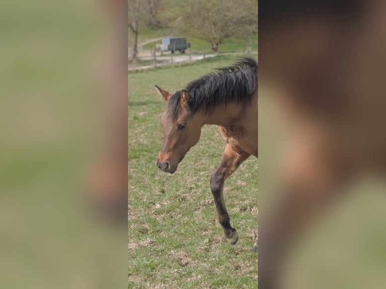 Caballo cuarto de milla Semental 1 año 146 cm Bayo in Kirchberg