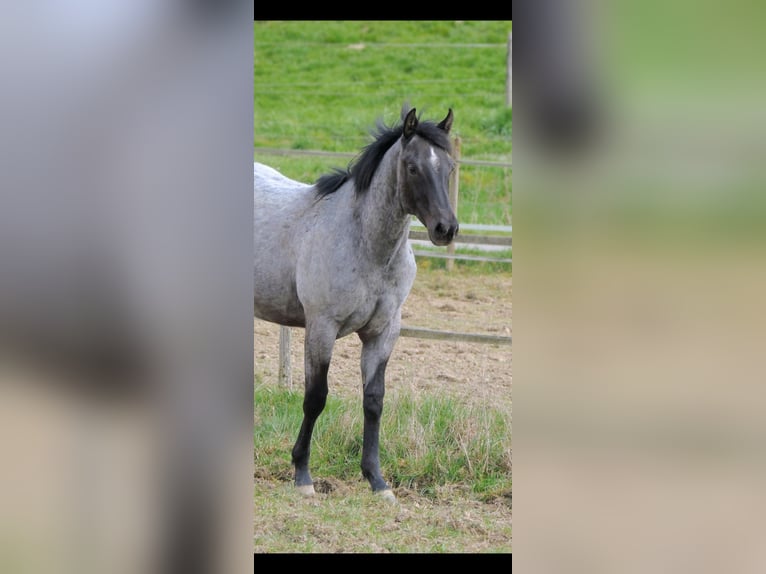 Caballo cuarto de milla Semental 1 año 146 cm Ruano azulado in Kirchberg