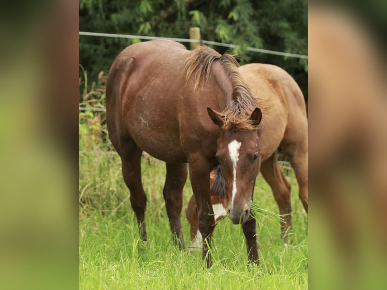 Caballo cuarto de milla Semental 1 año 148 cm Alazán-tostado in Waldshut-Tiengen