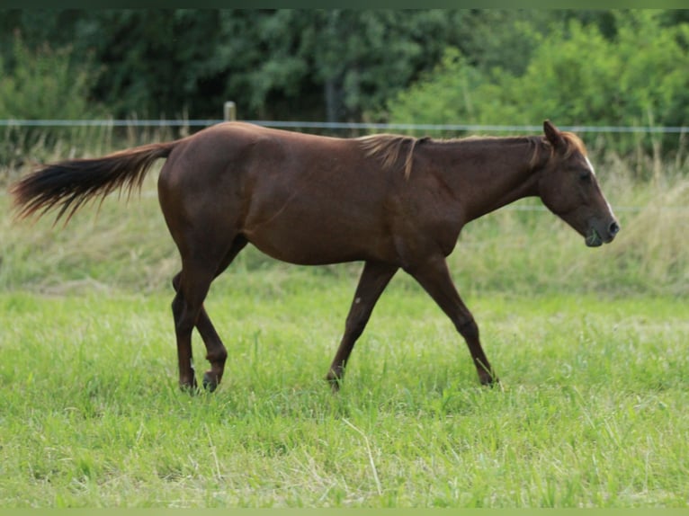 Caballo cuarto de milla Semental 1 año 148 cm Alazán-tostado in Waldshut-Tiengen