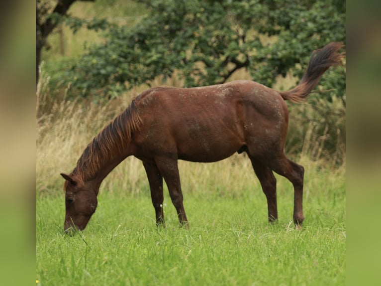 Caballo cuarto de milla Semental 1 año 148 cm Alazán-tostado in Waldshut-Tiengen