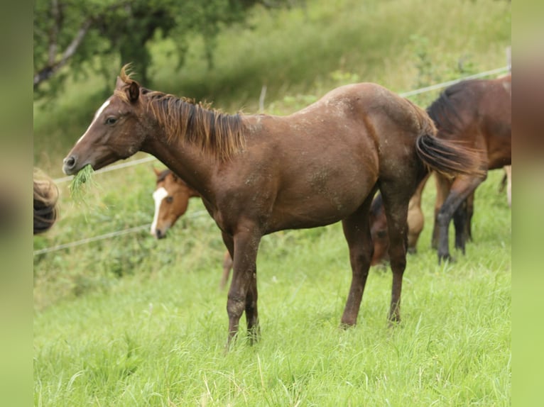 Caballo cuarto de milla Semental 1 año 148 cm Alazán-tostado in Waldshut-Tiengen