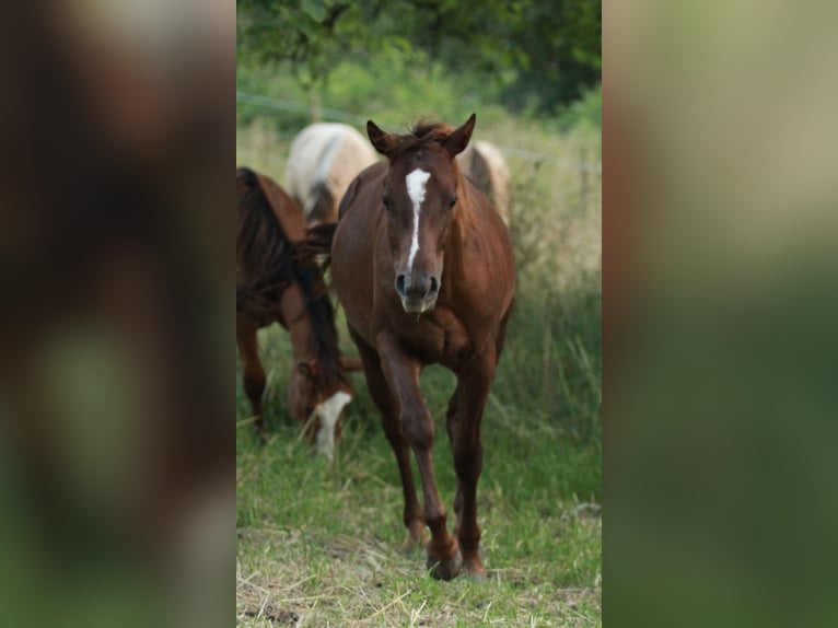 Caballo cuarto de milla Semental 1 año 148 cm Alazán-tostado in Waldshut-Tiengen