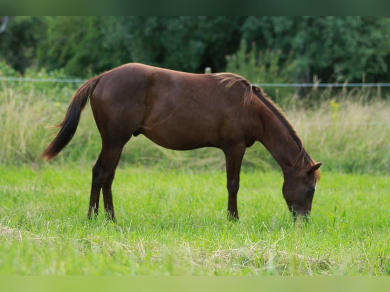 Caballo cuarto de milla Semental 1 año 148 cm Alazán-tostado in Waldshut-Tiengen