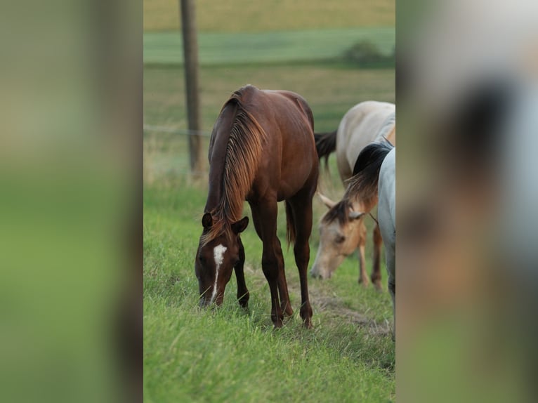 Caballo cuarto de milla Semental 1 año 148 cm Alazán-tostado in Waldshut-Tiengen