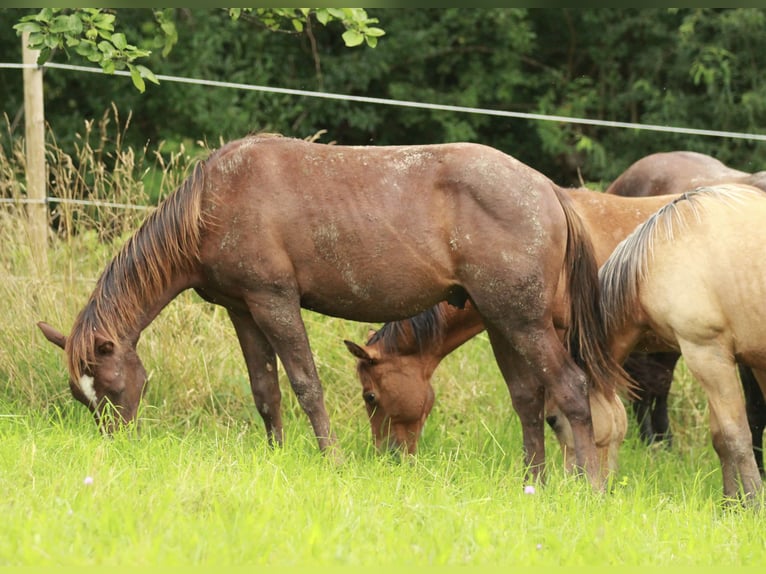 Caballo cuarto de milla Semental 1 año 148 cm Alazán-tostado in Waldshut-Tiengen