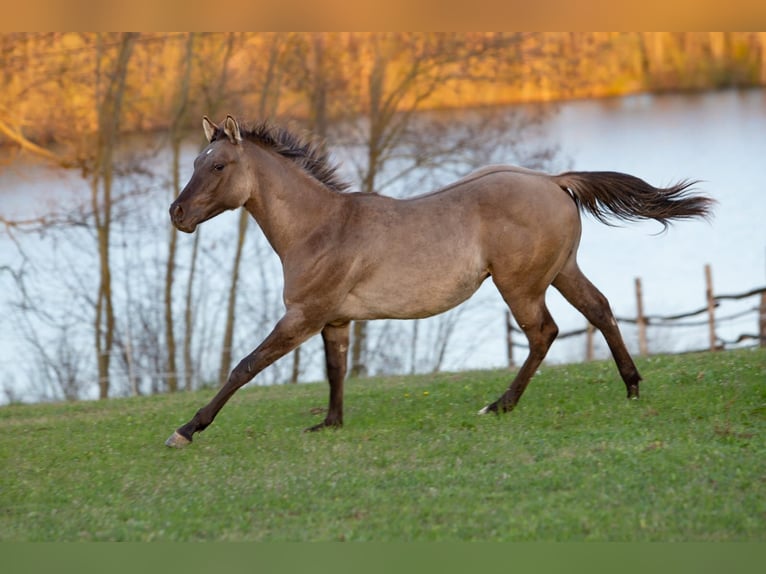 Caballo cuarto de milla Semental 1 año 148 cm Grullo in Kaposvar