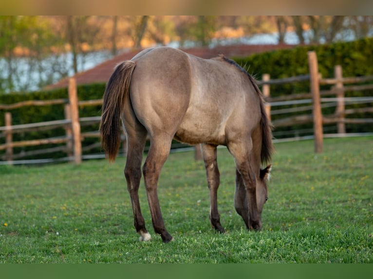 Caballo cuarto de milla Semental 1 año 148 cm Grullo in Kaposvar