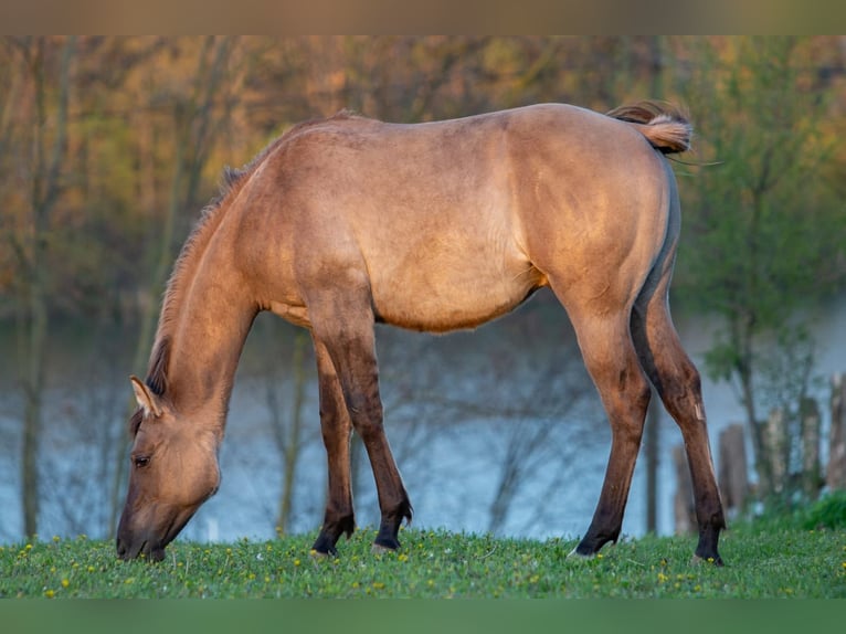 Caballo cuarto de milla Semental 1 año 148 cm Grullo in Kaposvar