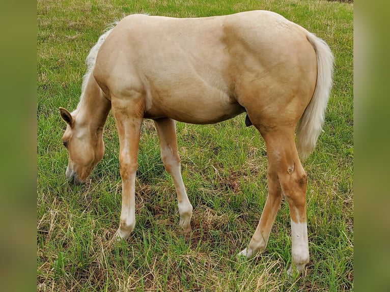Caballo cuarto de milla Semental 1 año 148 cm Palomino in M&#xFC;glitztal