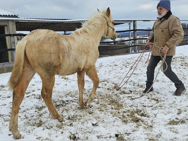 Caballo cuarto de milla Semental 1 año 148 cm Palomino in M&#xFC;glitztal