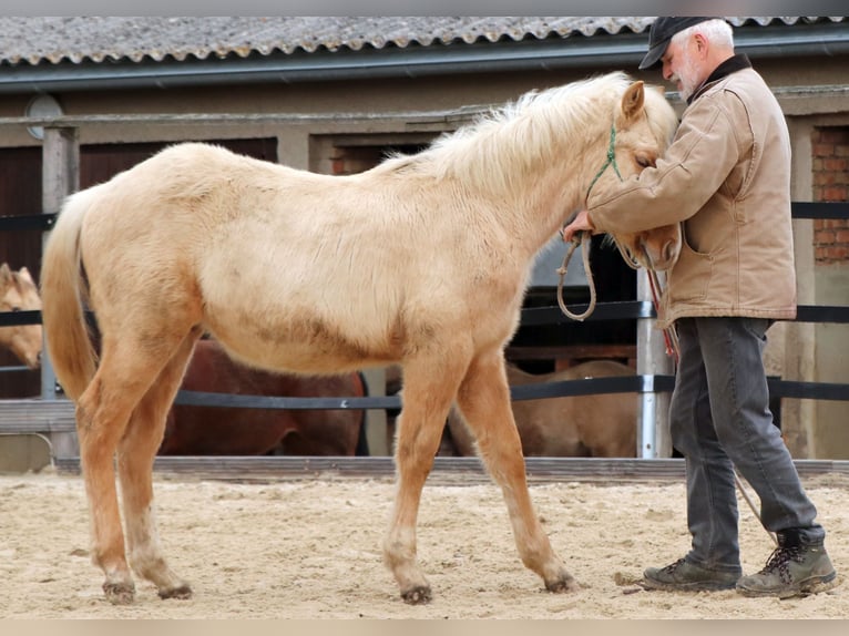 Caballo cuarto de milla Semental 1 año 148 cm Palomino in M&#xFC;glitztal