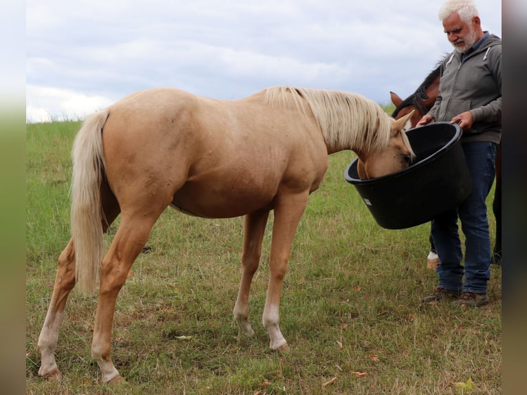 Caballo cuarto de milla Semental 1 año 148 cm Palomino in M&#xFC;glitztal