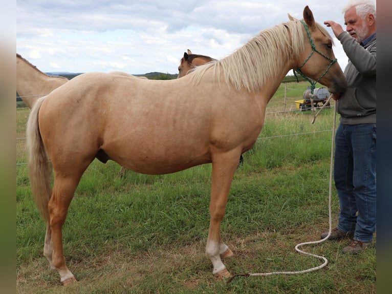 Caballo cuarto de milla Semental 1 año 148 cm Palomino in M&#xFC;glitztal