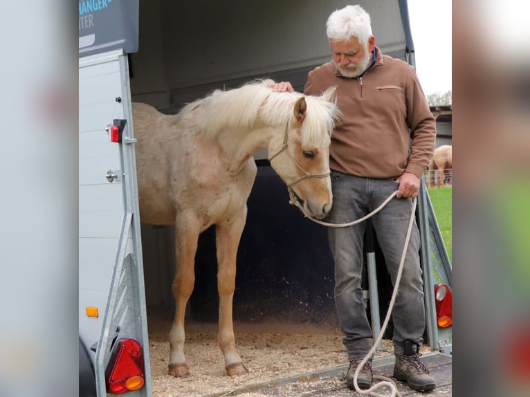 Caballo cuarto de milla Semental 1 año 148 cm Palomino in Müglitztal