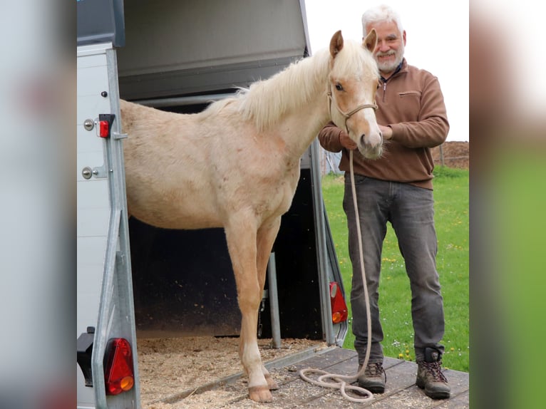 Caballo cuarto de milla Semental 1 año 148 cm Palomino in Müglitztal