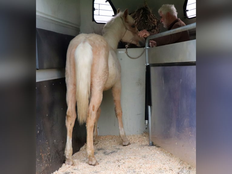 Caballo cuarto de milla Semental 1 año 148 cm Palomino in Müglitztal
