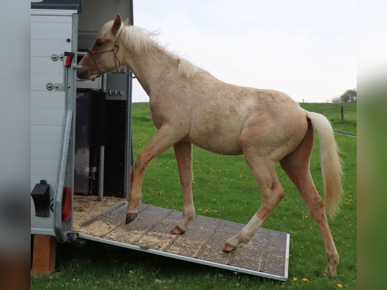 Caballo cuarto de milla Semental 1 año 148 cm Palomino in Müglitztal