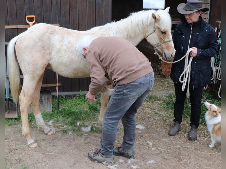 Caballo cuarto de milla Semental 1 año 148 cm Palomino in Müglitztal