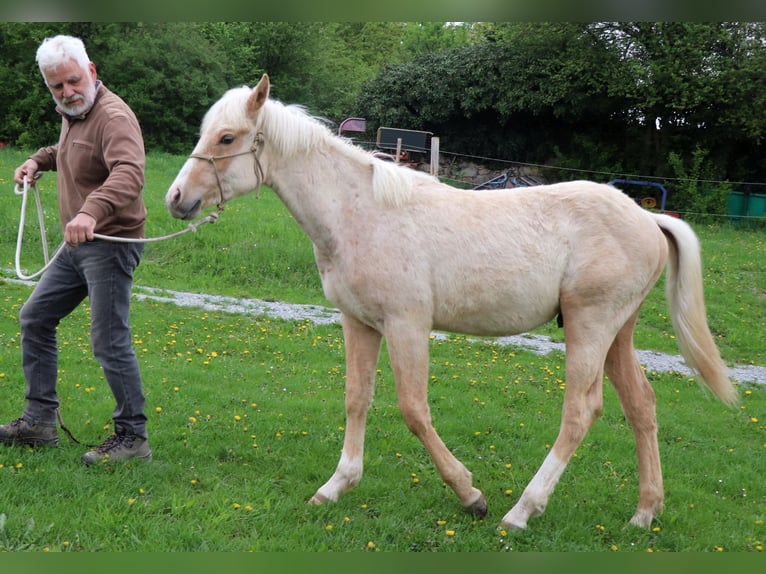 Caballo cuarto de milla Semental 1 año 148 cm Palomino in Müglitztal