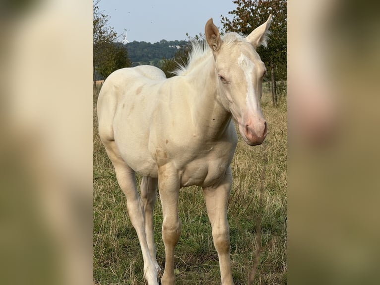 Caballo cuarto de milla Semental 1 año 148 cm Perlino in Voerendaal