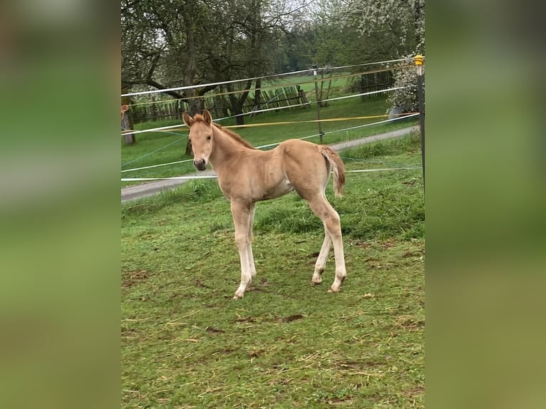 Caballo cuarto de milla Semental 1 año 148 cm Red Dun/Cervuno in Erbendorf