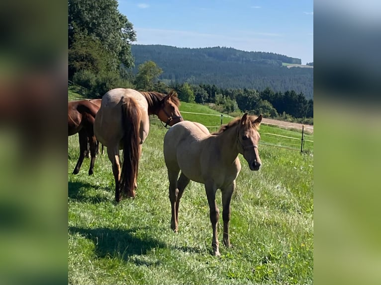 Caballo cuarto de milla Semental 1 año 148 cm Red Dun/Cervuno in Erbendorf