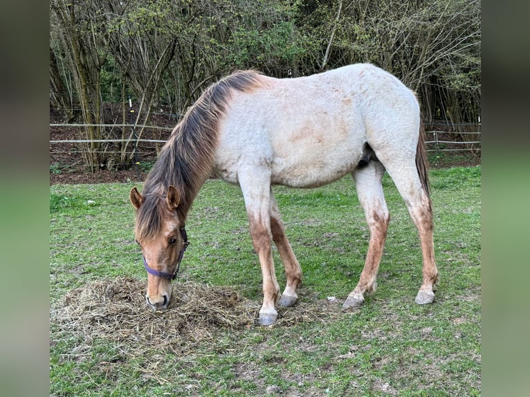 Caballo cuarto de milla Semental 1 año 148 cm Red Dun/Cervuno in Erbendorf