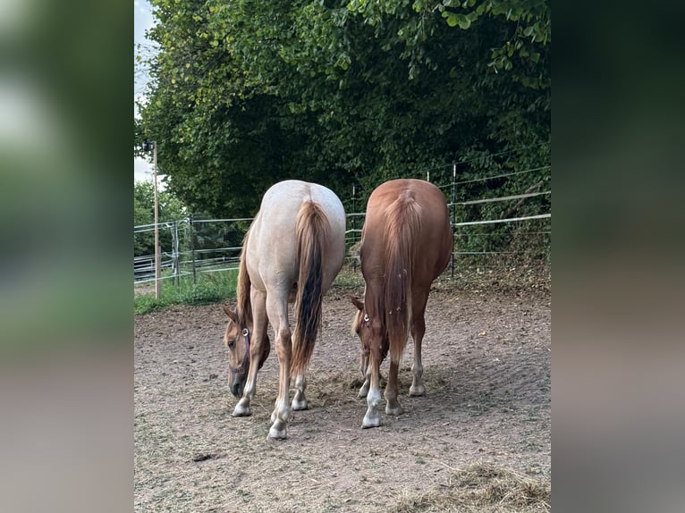 Caballo cuarto de milla Semental 1 año 148 cm Red Dun/Cervuno in Erbendorf