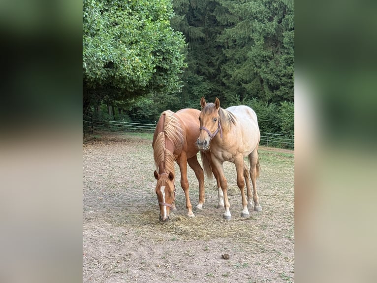 Caballo cuarto de milla Semental 1 año 148 cm Red Dun/Cervuno in Erbendorf