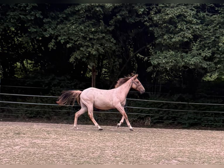 Caballo cuarto de milla Semental 1 año 148 cm Red Dun/Cervuno in Erbendorf
