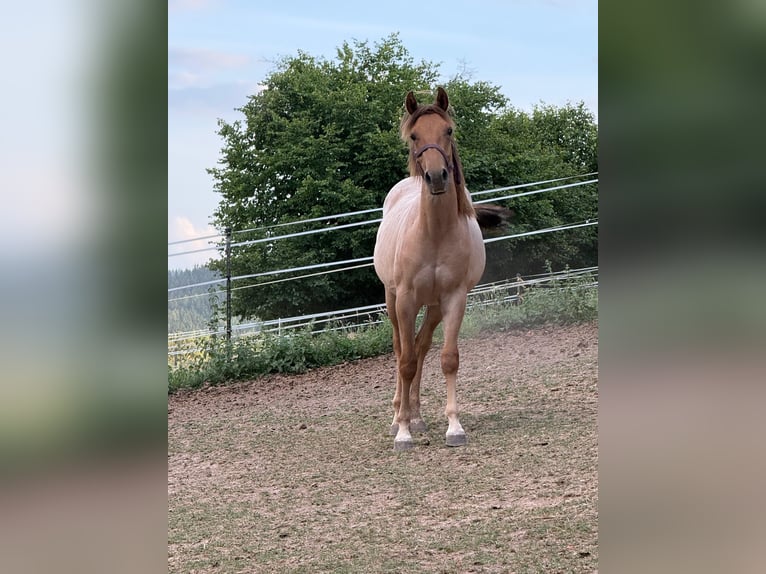 Caballo cuarto de milla Semental 1 año 148 cm Red Dun/Cervuno in Erbendorf