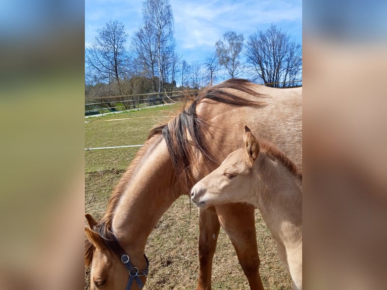 Caballo cuarto de milla Semental 1 año 148 cm Red Dun/Cervuno in Erbendorf