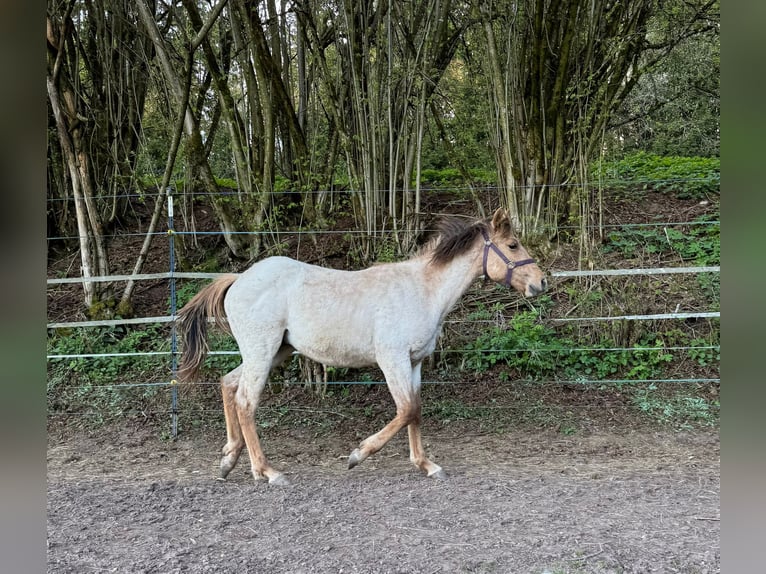 Caballo cuarto de milla Semental 1 año 148 cm Red Dun/Cervuno in Erbendorf