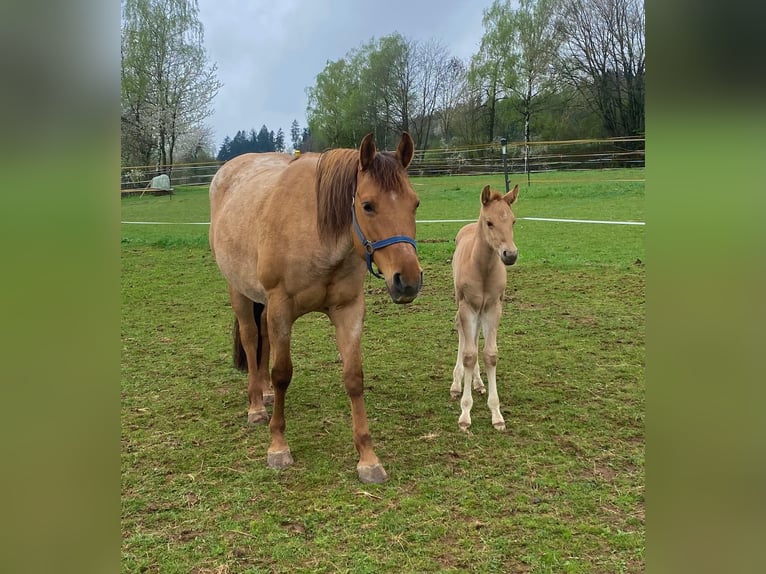 Caballo cuarto de milla Semental 1 año 148 cm Red Dun/Cervuno in Erbendorf