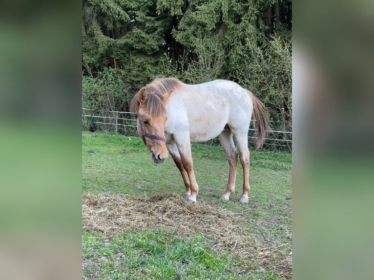 Caballo cuarto de milla Semental 1 año 148 cm Red Dun/Cervuno in Erbendorf