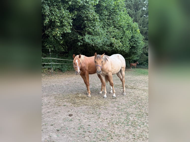 Caballo cuarto de milla Semental 1 año 148 cm Red Dun/Cervuno in Erbendorf