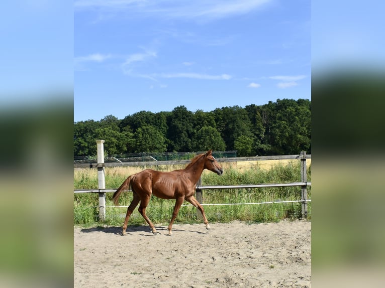 Caballo cuarto de milla Semental 1 año 150 cm Alazán in Melle