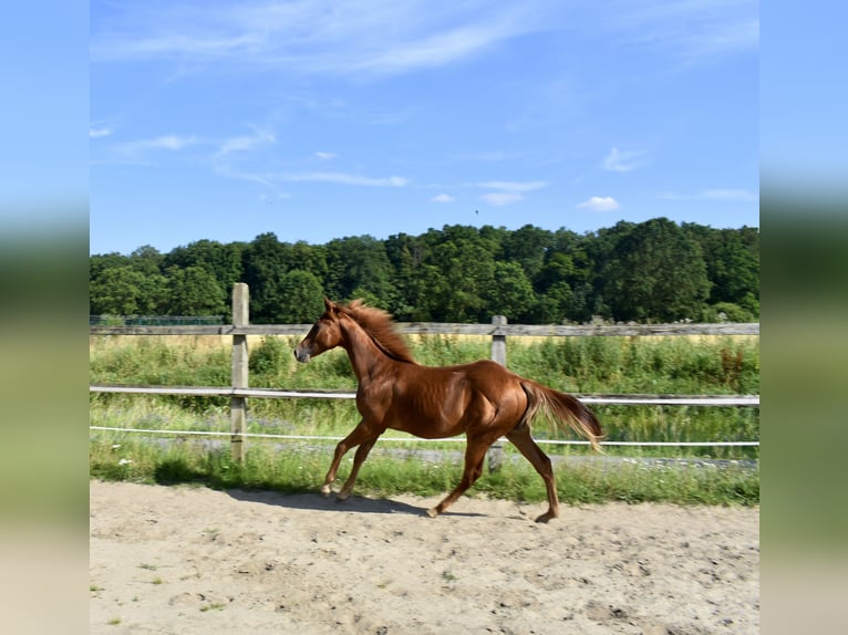 Caballo cuarto de milla Semental 1 año 150 cm Alazán in Melle