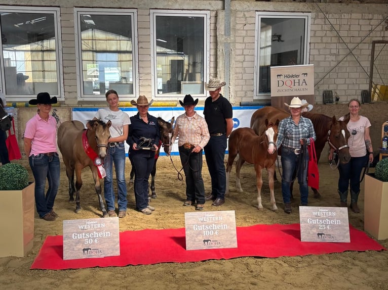 Caballo cuarto de milla Semental 1 año 150 cm Alazán in Ennigerloh