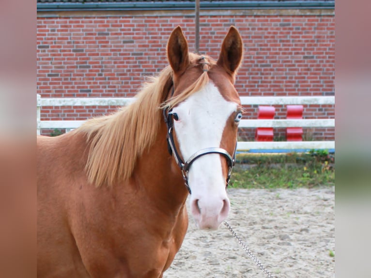 Caballo cuarto de milla Semental 1 año 150 cm Alazán in Celle