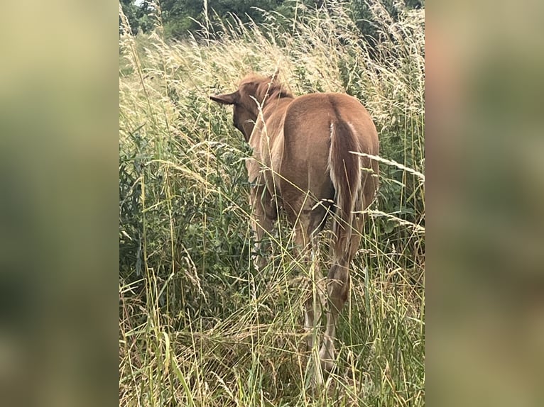 Caballo cuarto de milla Semental 1 año 150 cm Alazán in Mellingen